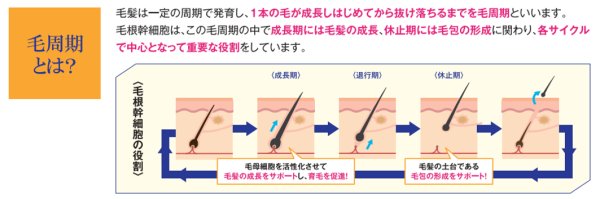 画像3: メドアイラッシュ(毛根幹細胞　まつ毛美容液) NEWバージョン (3)