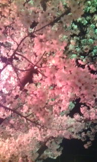 夜桜と善光寺