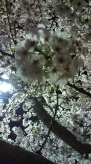 四月の平日の夜の月に照らされた桜
